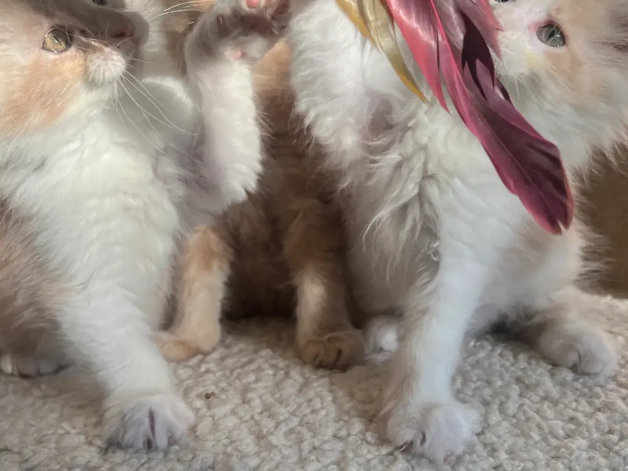 Billede 6 - Mainecoon killinger søger nye hjem