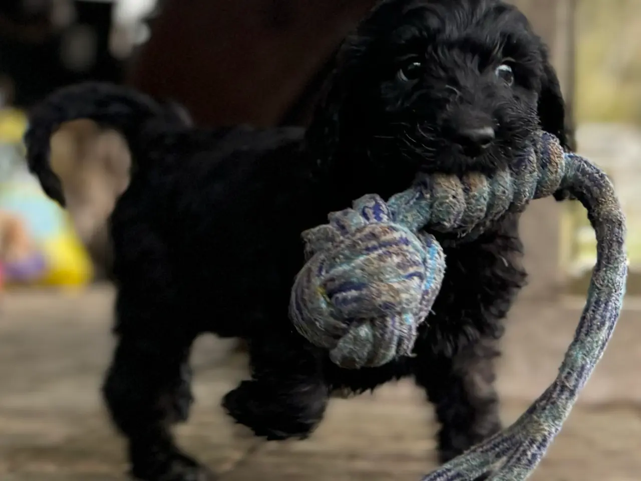 Billede 2 - Cockerdoodle / Cockapoo / Cockerpoo / Doodle hvalp