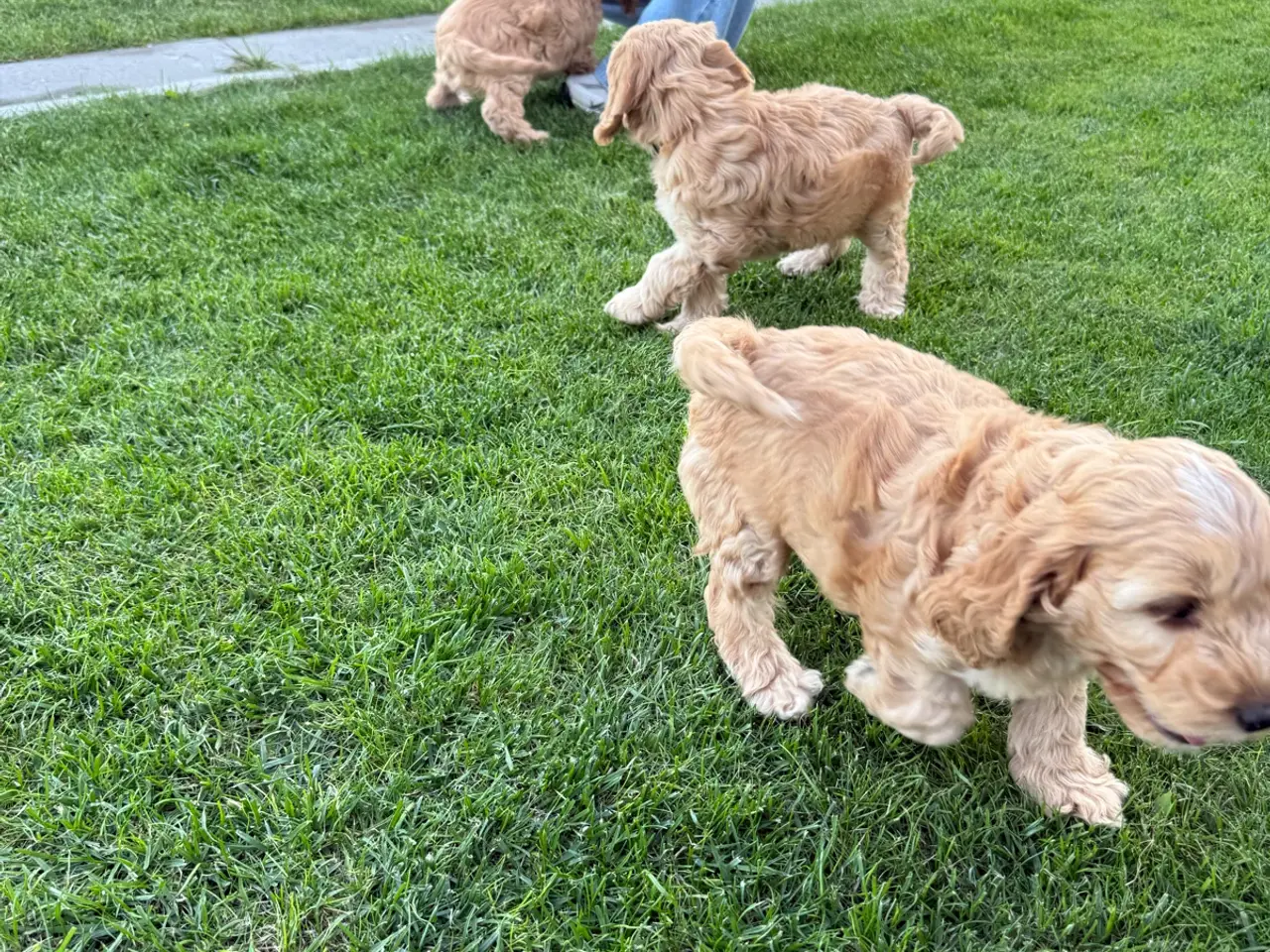 Billede 10 - 🐶❤️ 4 SKØNNE COCKERPOO-HVALPE SØGER KÆRLIGE HJEM