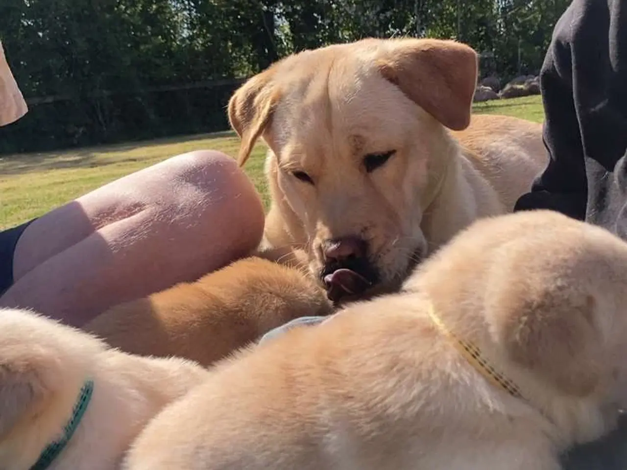 Billede 11 - Blandings Hvalpe 3/4 labrador 1/4 chow chow
