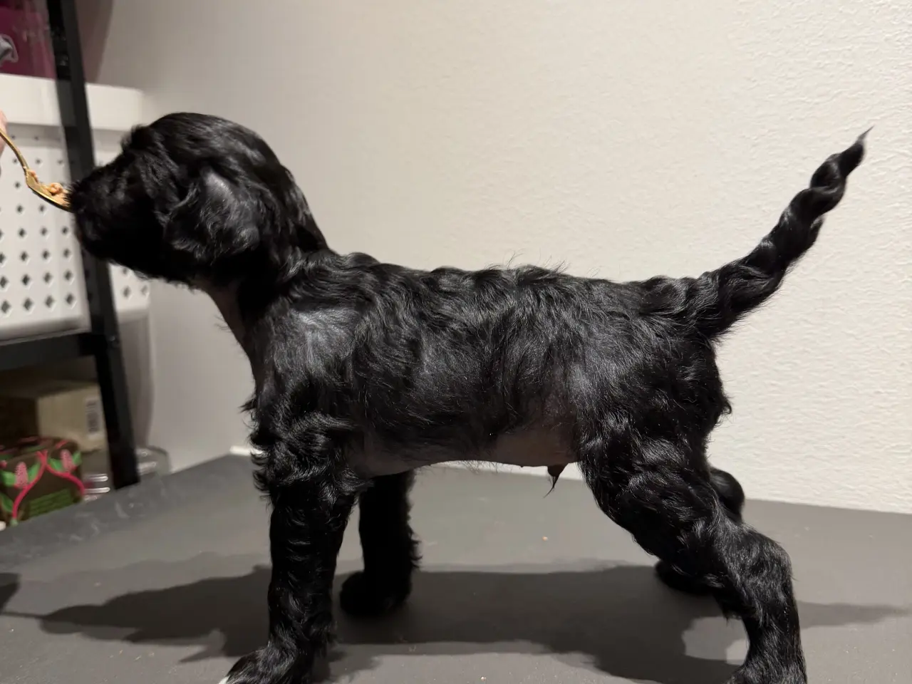 Billede 8 - Chinese crested/Kinesisk hårløs, allergivenlige