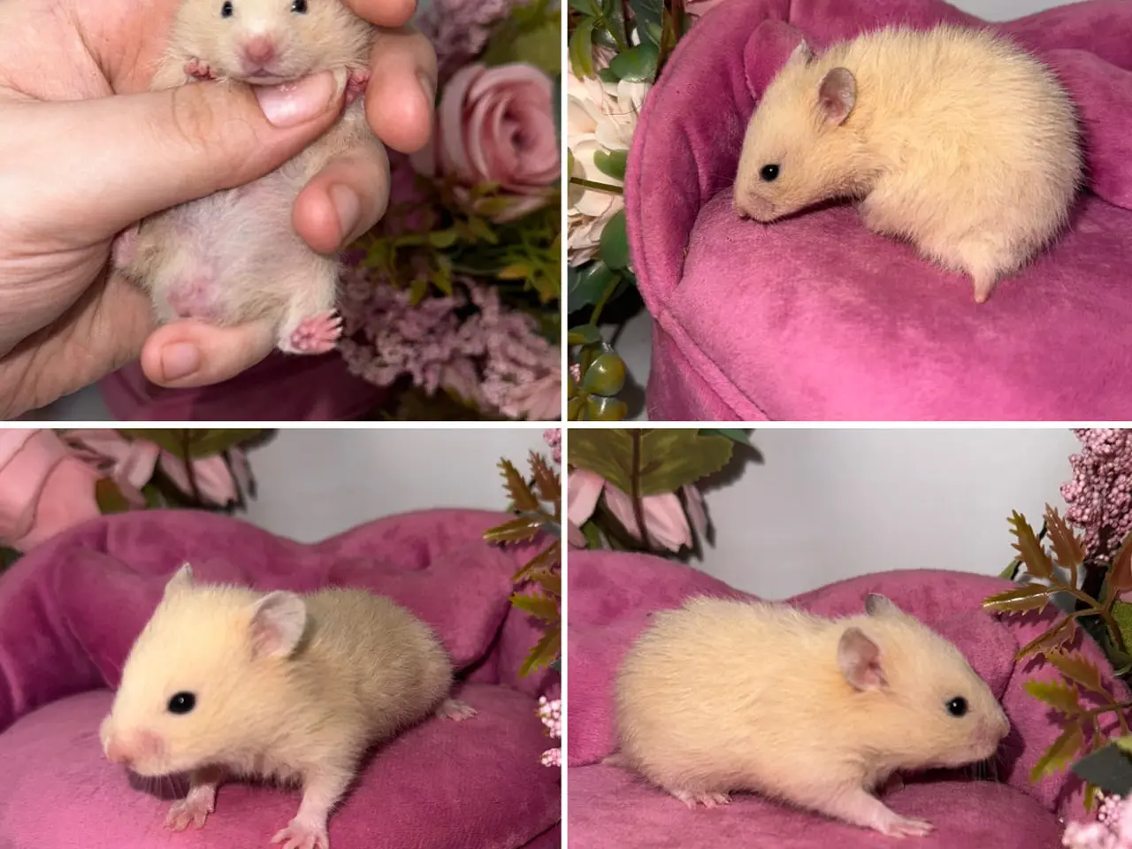 Billede 1 - Guldhamster unger