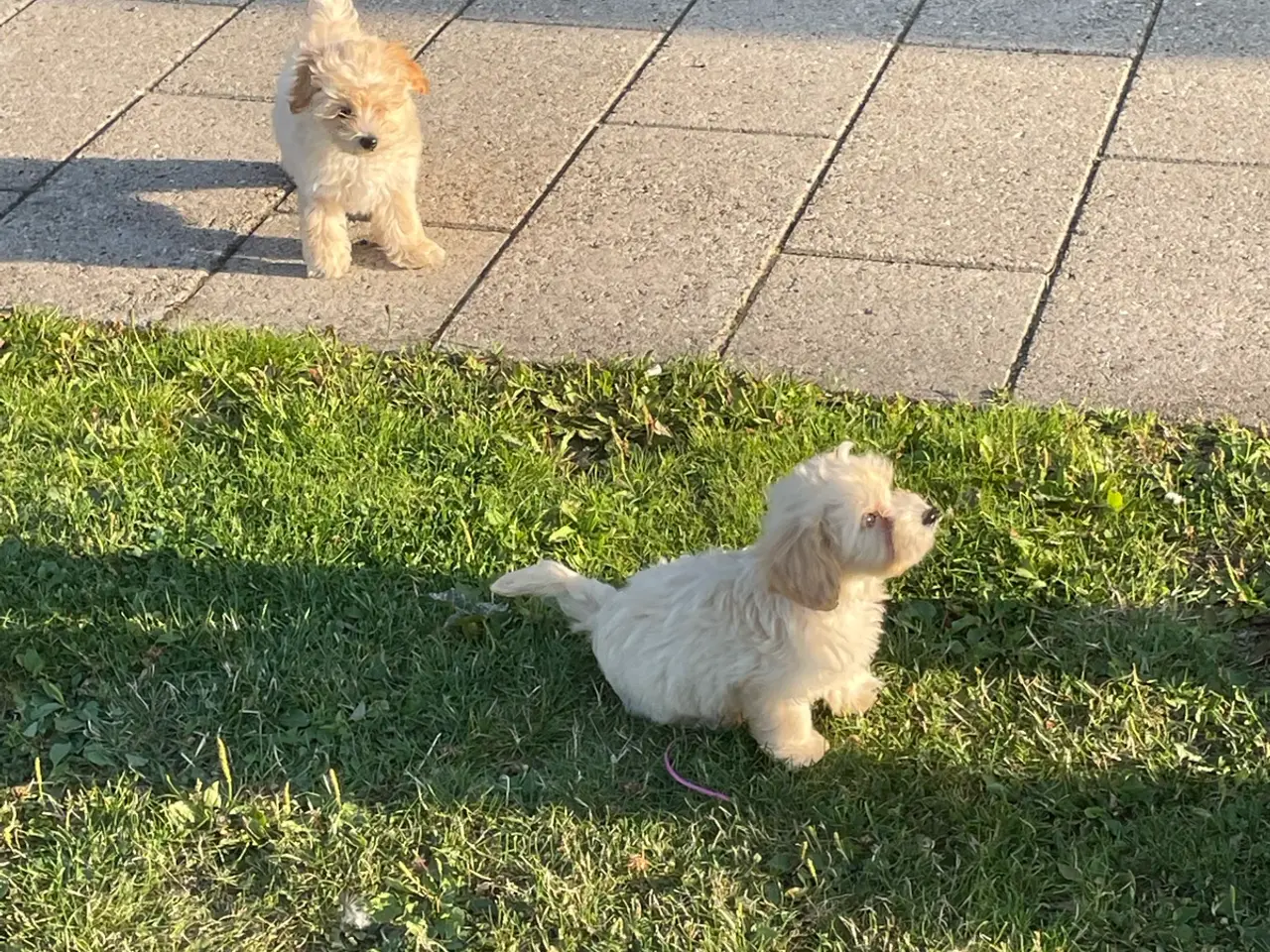 Billede 3 - Maltipoo 12 uger 🐶