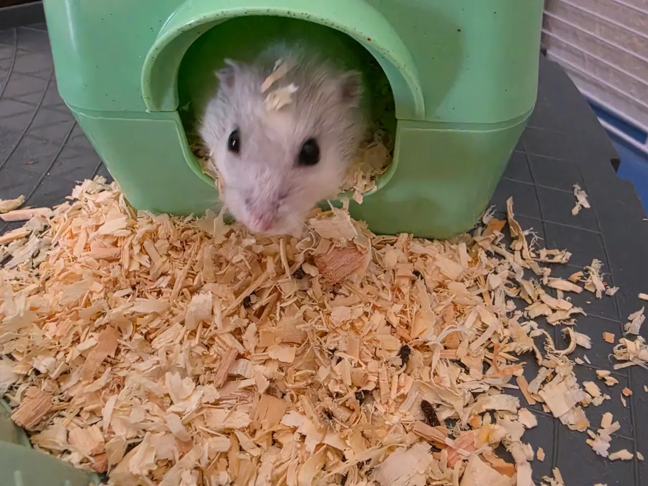 Billede 2 - Hamster lille hvid/grå