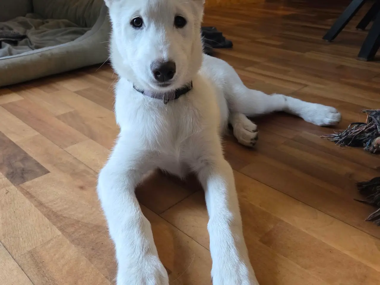 Billede 2 - Siberian husky og samojede tæve sælges