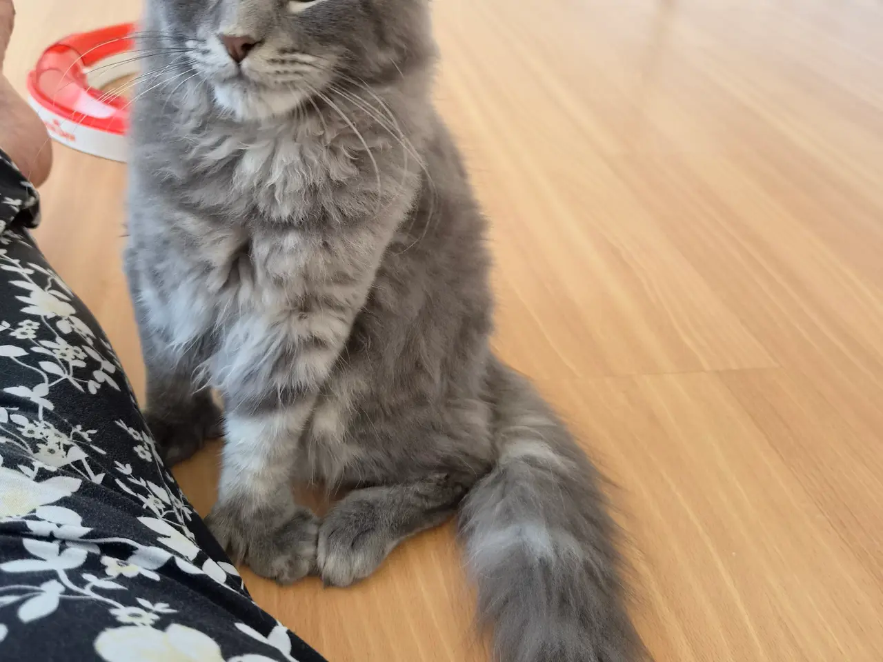 Billede 1 - Maine coon han