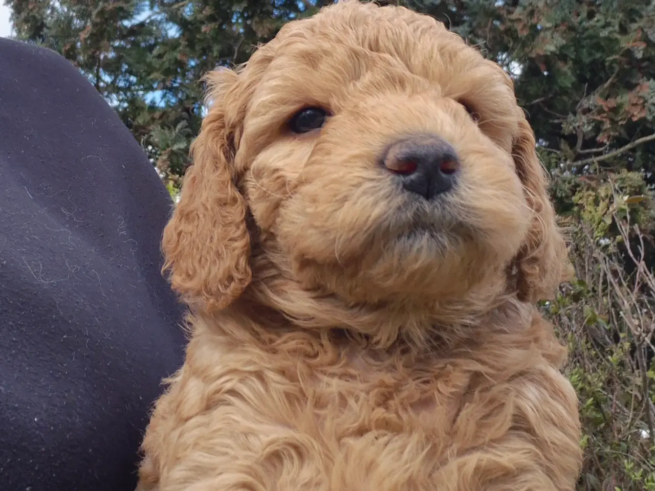 Billede 7 - Goldendoodle hvalpe - 14-21 kg