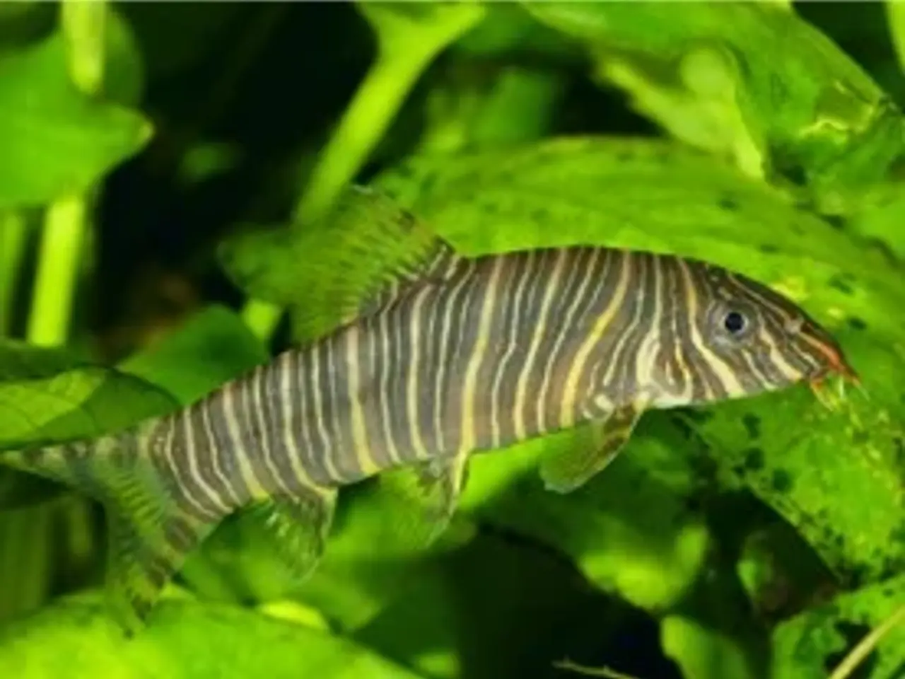 Billede 1 - Pragtsmerlinger, Zebra smerling (Botia striata), k