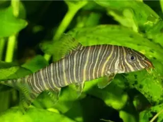 Pragtsmerlinger, Zebra smerling (Botia striata), k