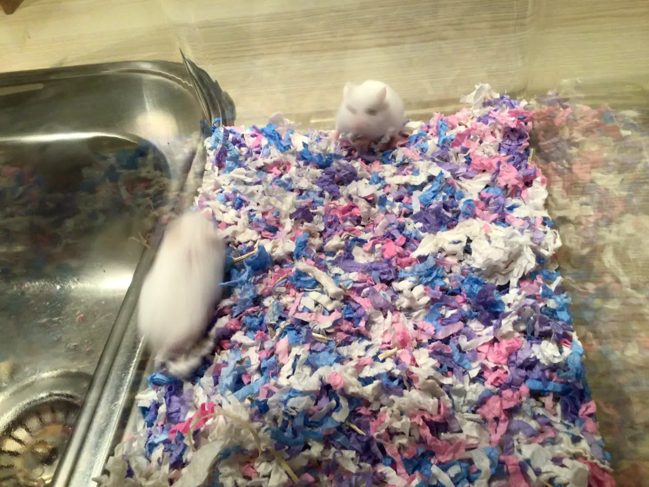 Billede 4 - Roborowski hamster