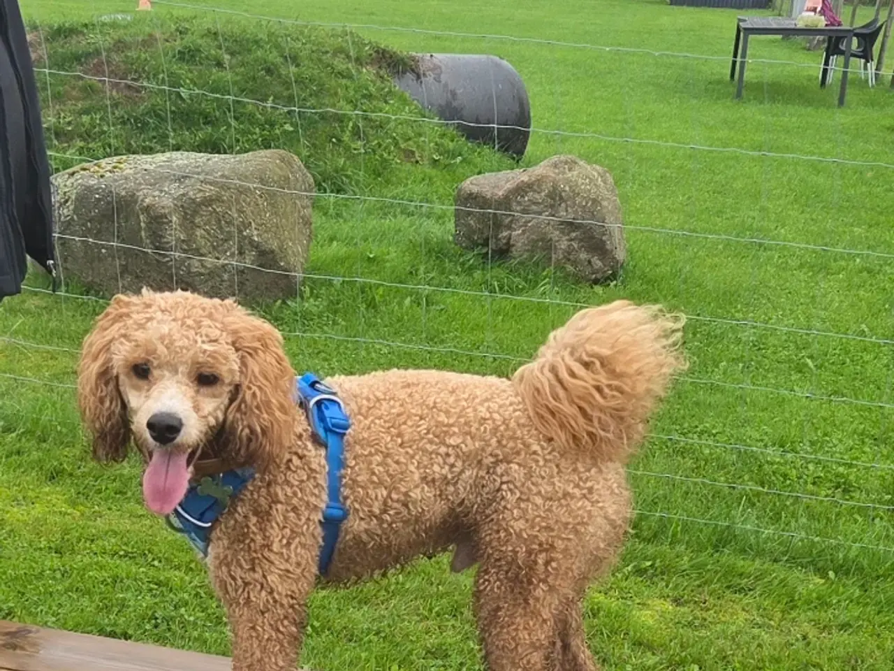 Billede 3 - Smukt Scooby tilbydes til parring