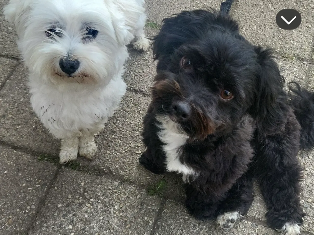 Billede 1 - Avl malteser/maltipoo