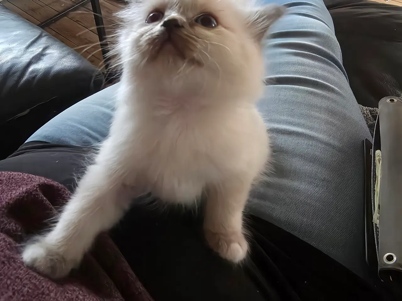 Billede 1 - Fluffy killinger 