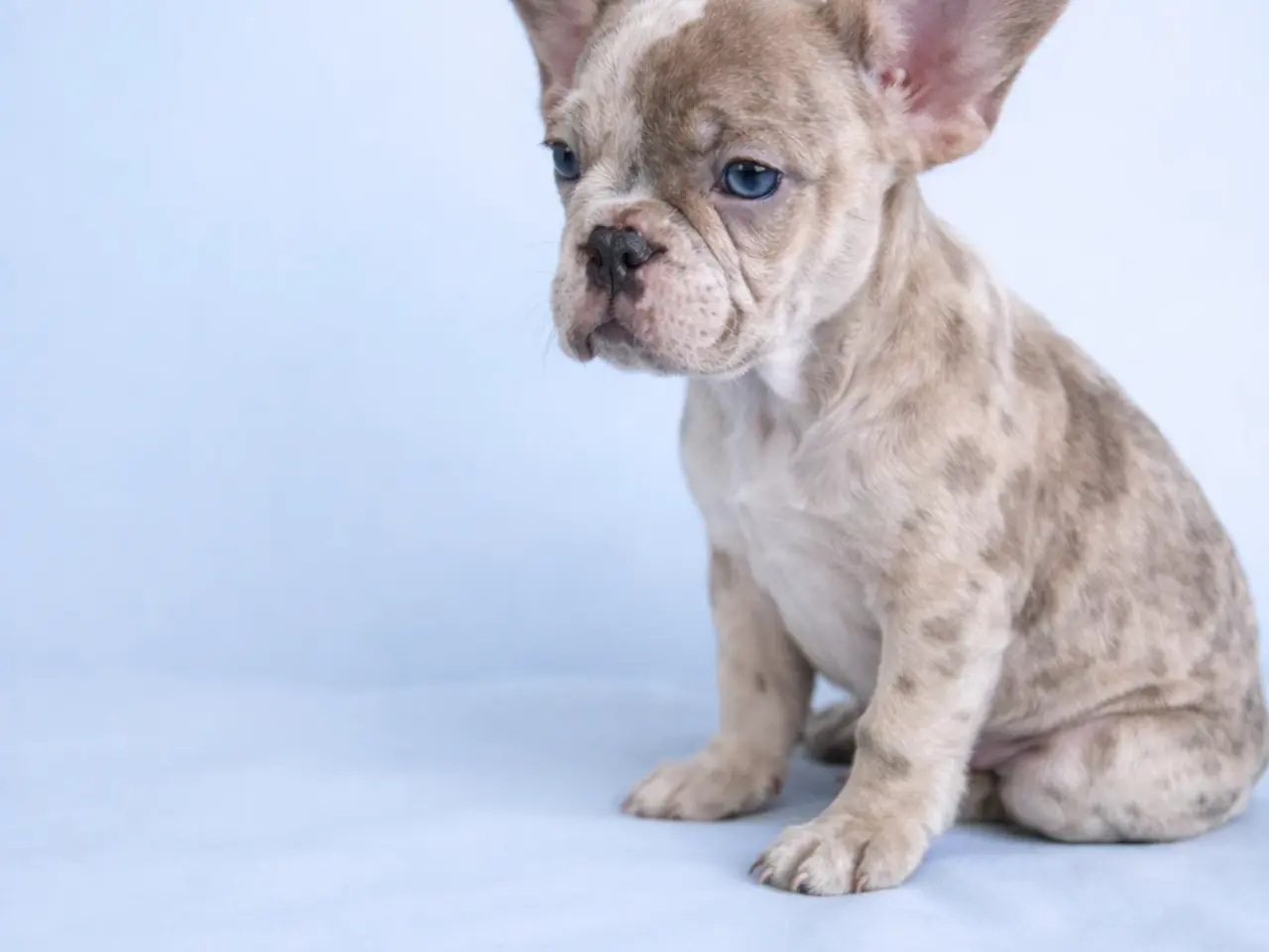Billede 8 - Fransk bulldog hvalpe