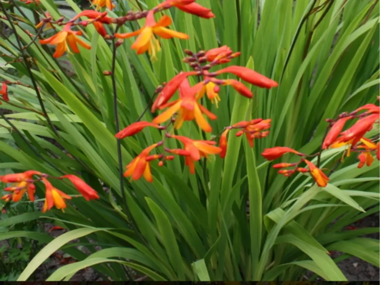 Billede 1 - Montbretia løg