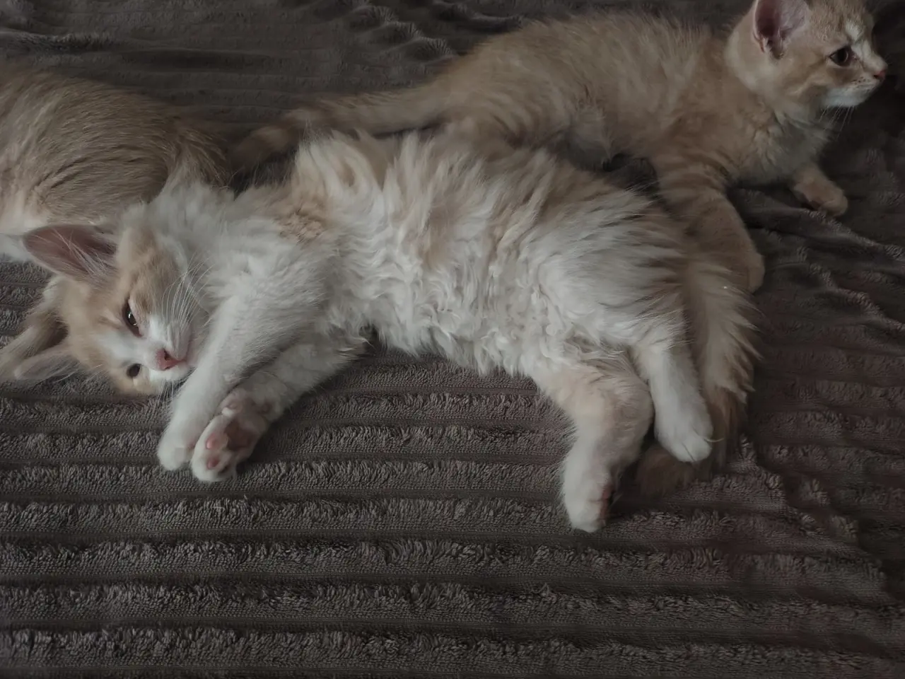 Billede 3 - Main Coon / Ragdoll blanding