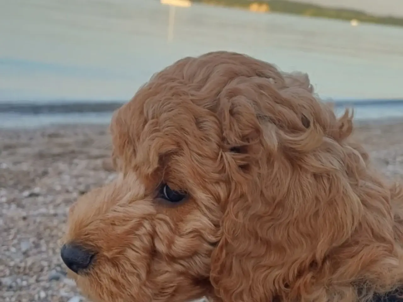 Billede 18 - Cockapoo hvalpe
