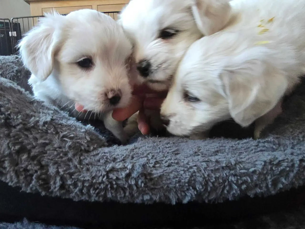 Billede 3 - Hvalpe sælges - Coton de Tulear