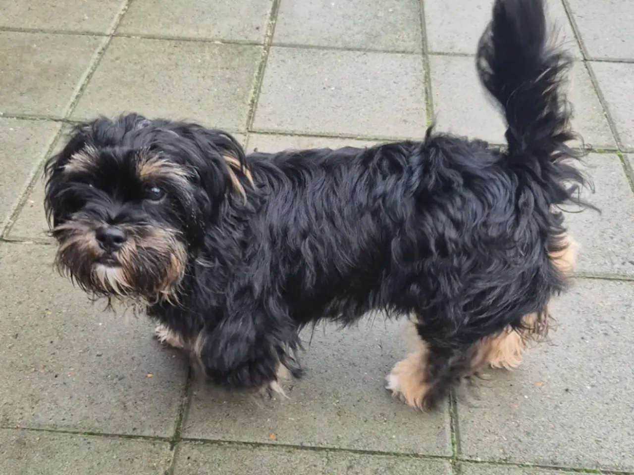 Billede 11 - Shih Tzu/ bichon havanais