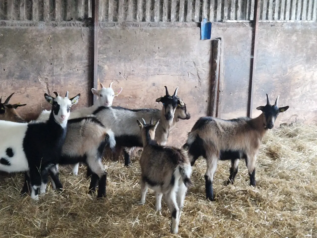 Billede 5 - Landrace geder