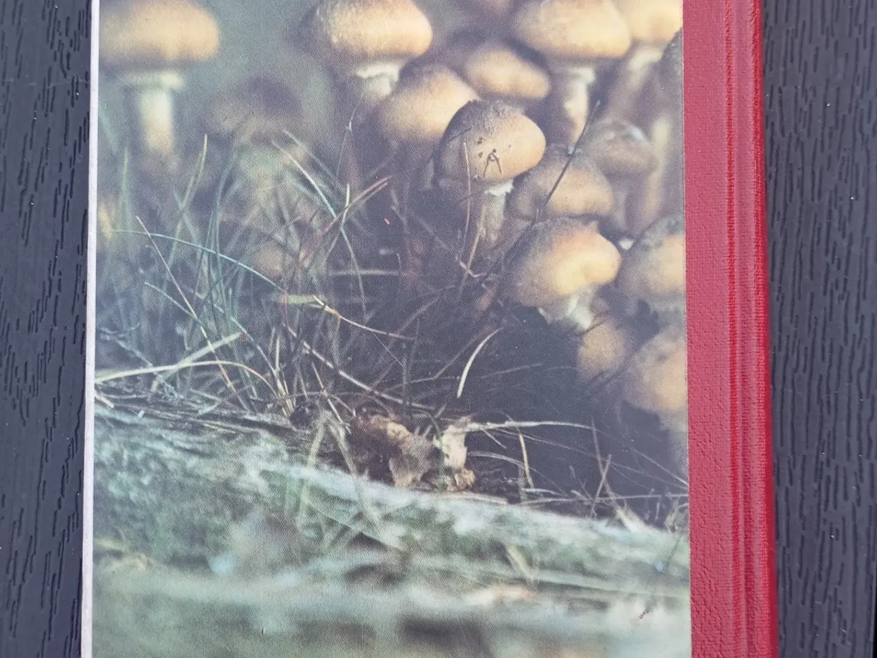Billede 2 - Svampe i vor natur