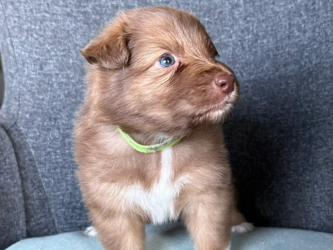 Billede 11 - Australian Shepherd