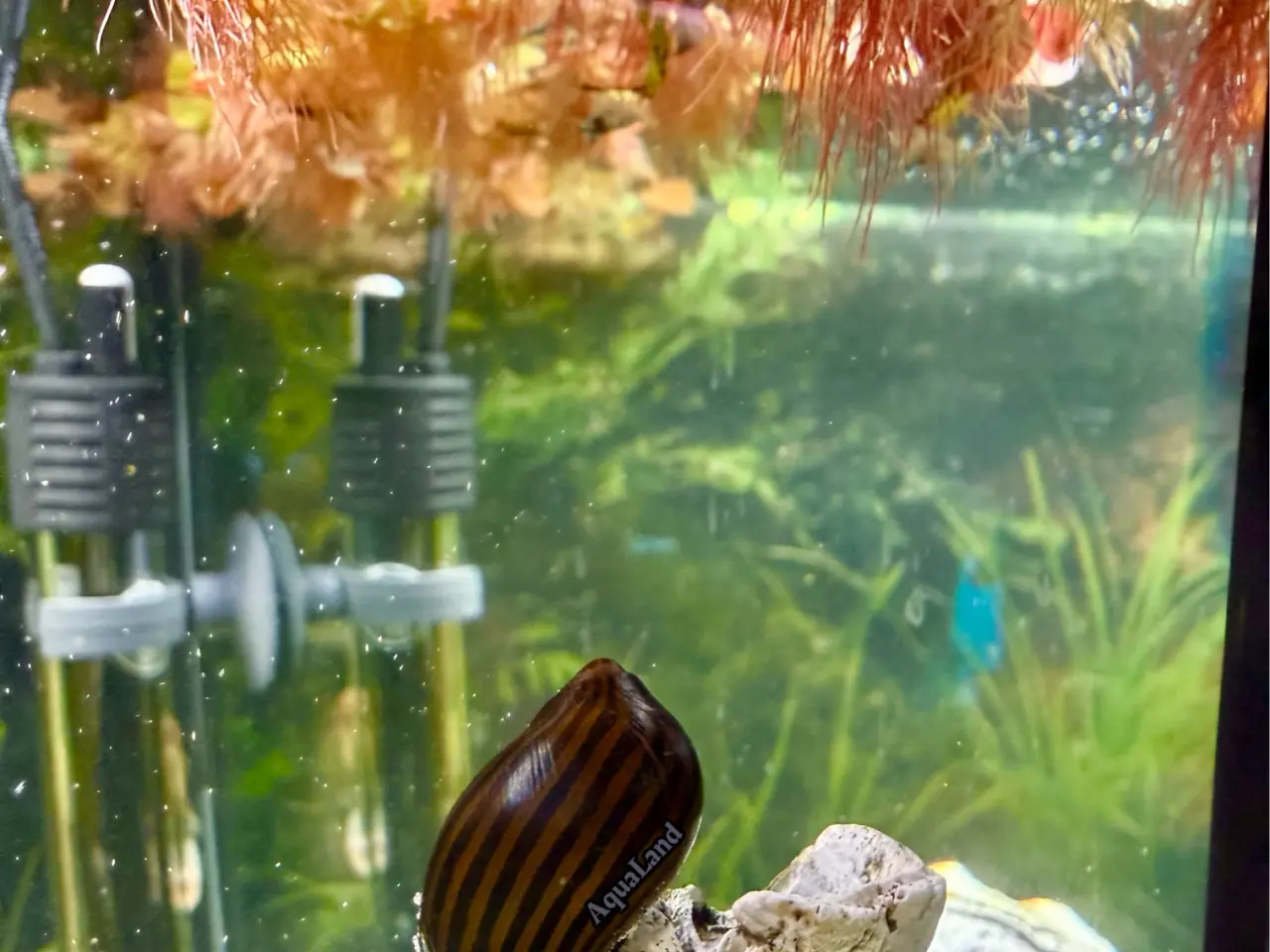 Billede 6 - Zebra Nerite - Slip af med alger 