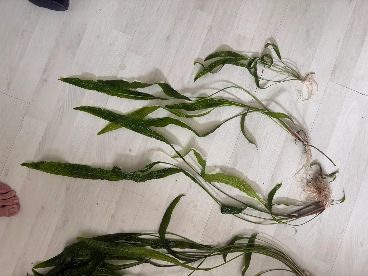 Billede 5 - Hammerslået akvarie planter sælges 