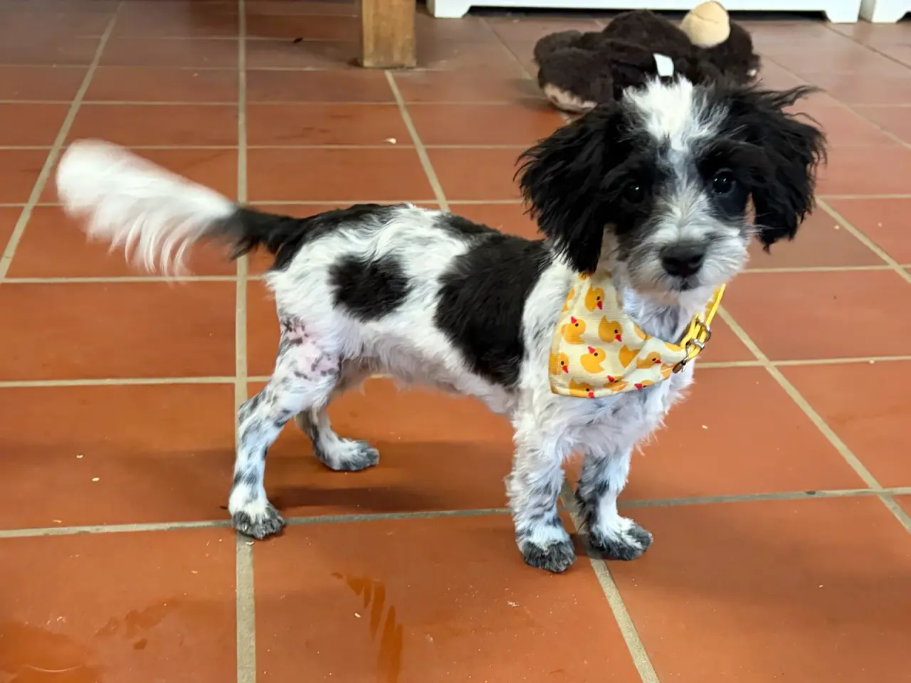 Billede 8 - Den sødeste og frækkeste lille Maltipoo dreng