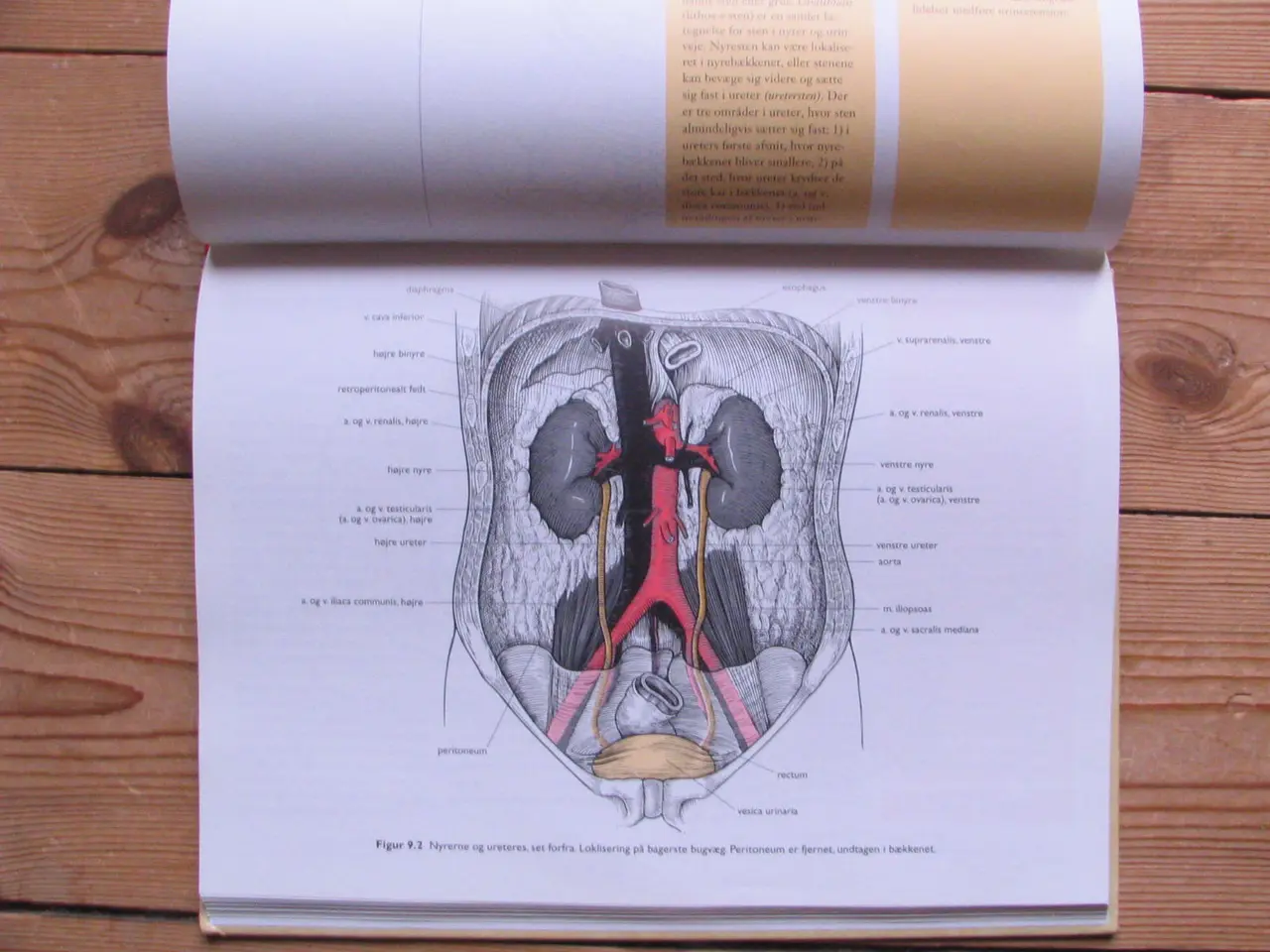 Billede 6 - Anatomisk Atlas