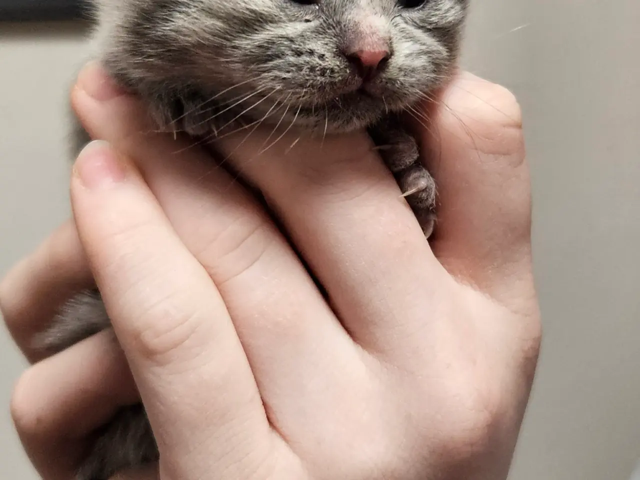 Billede 12 - British shorthair killinger med stamtavle