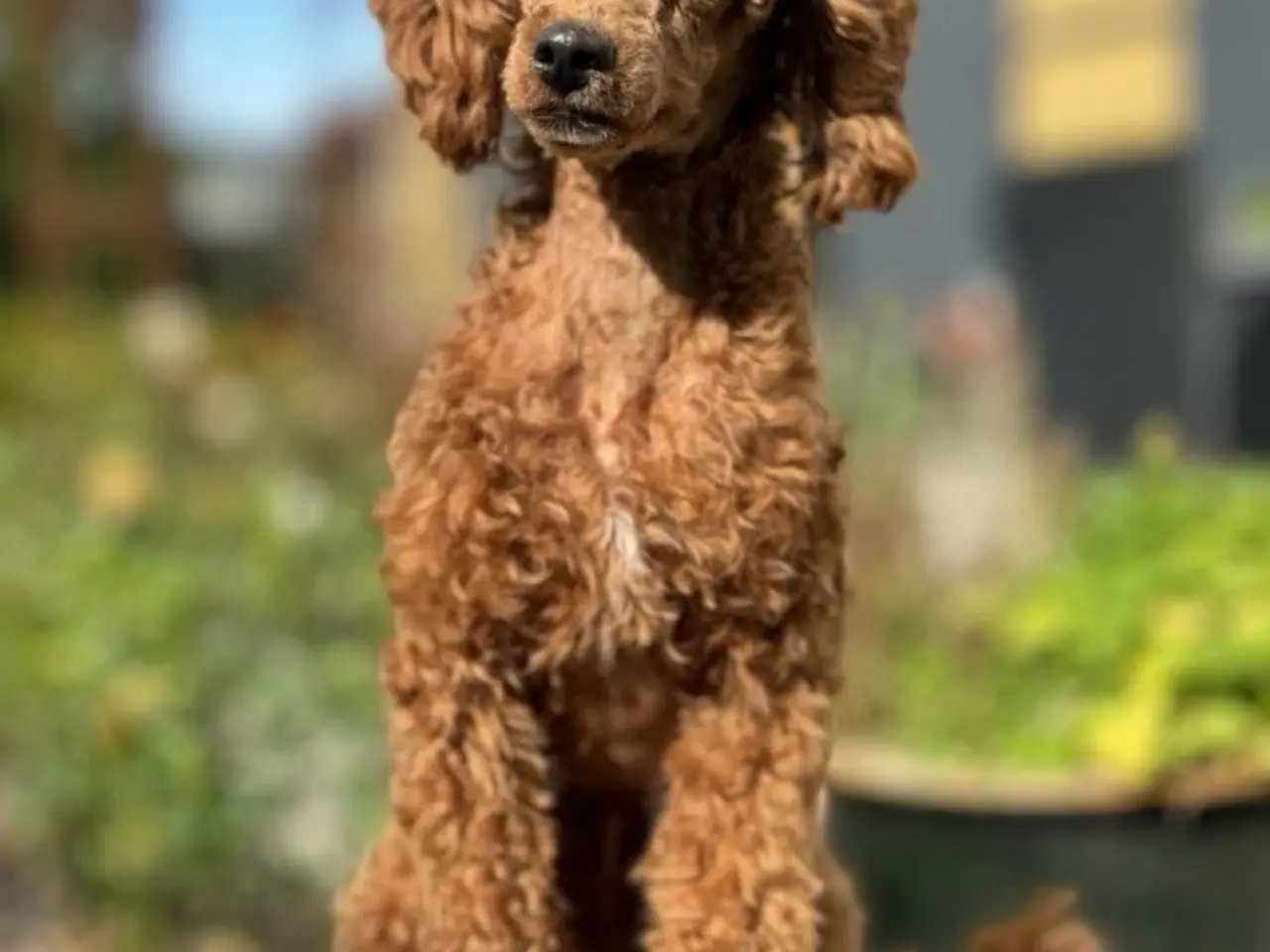 Billede 5 - Sød Cavapoo-hvalp med fantastisk hvid aftegning