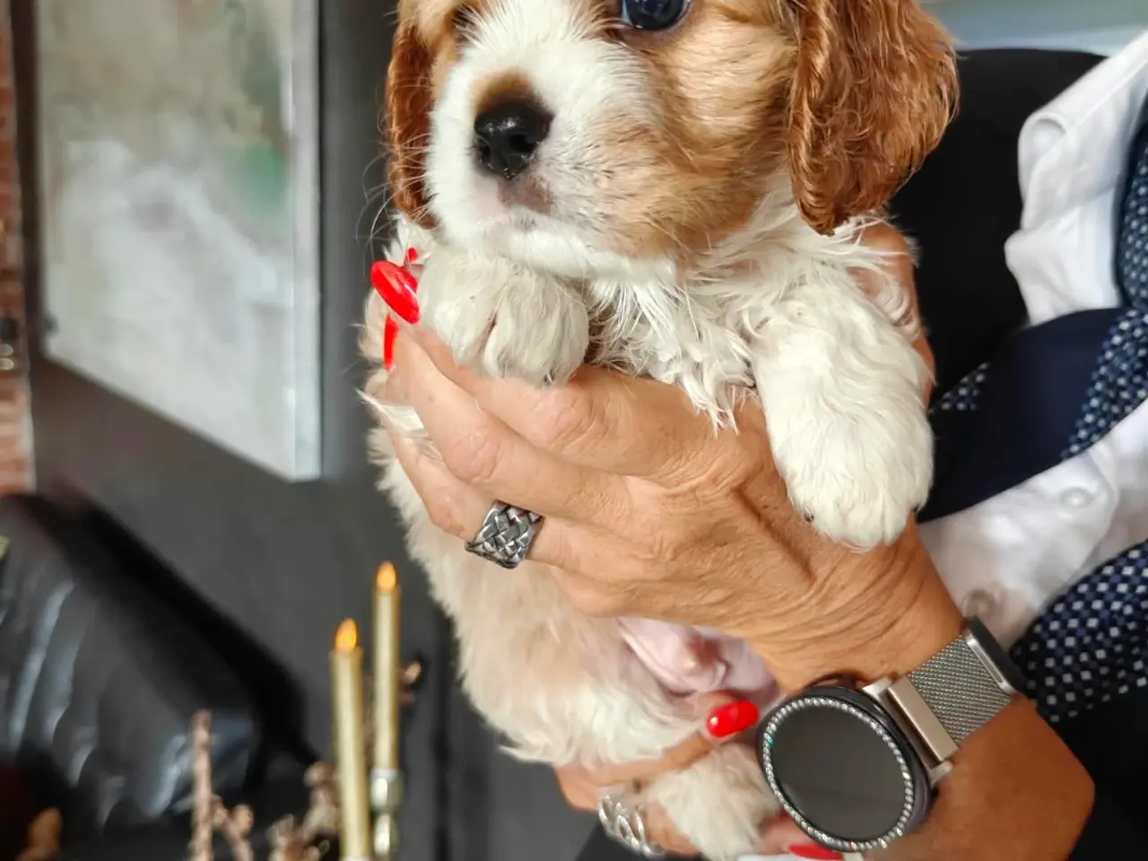 Billede 5 - King Charles cavalier 