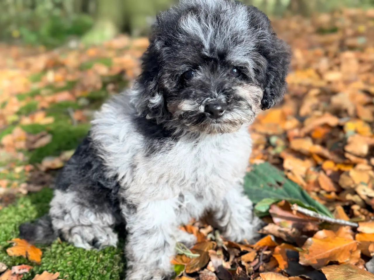 Billede 6 - Cockapoo F1B