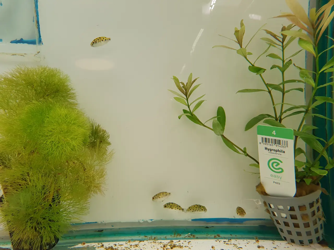 Billede 7 - 🟢🐡 PLETTET GRØN KUGLEFISK TIL SALG 🐡🟢