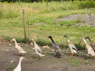 Dejlig flok af Løbeænder