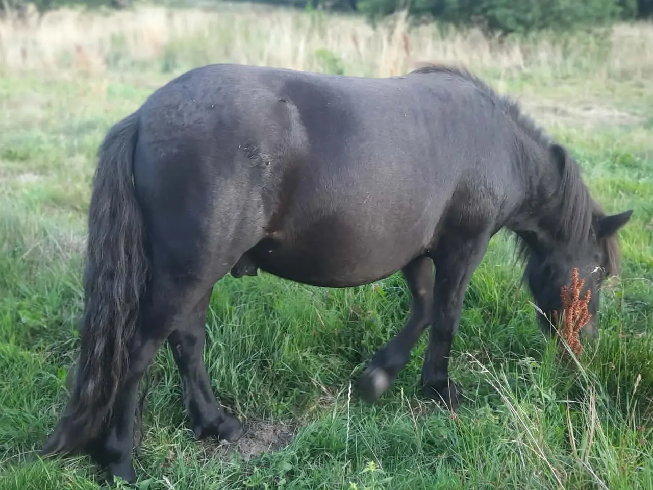 Billede 1 - Shetlandspony 2-års hingsteplage.