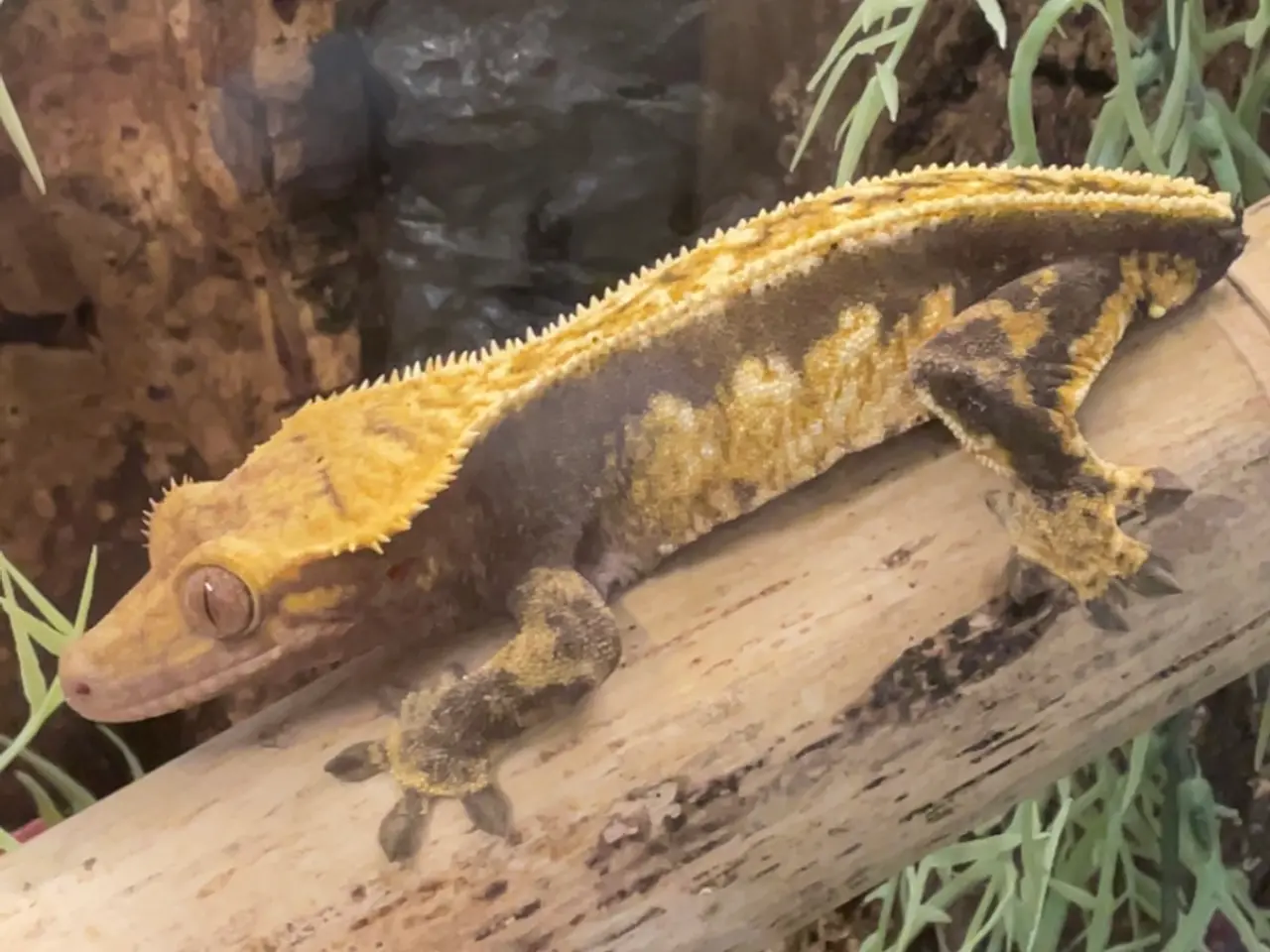 Billede 2 - Kronegekko hun sælges 