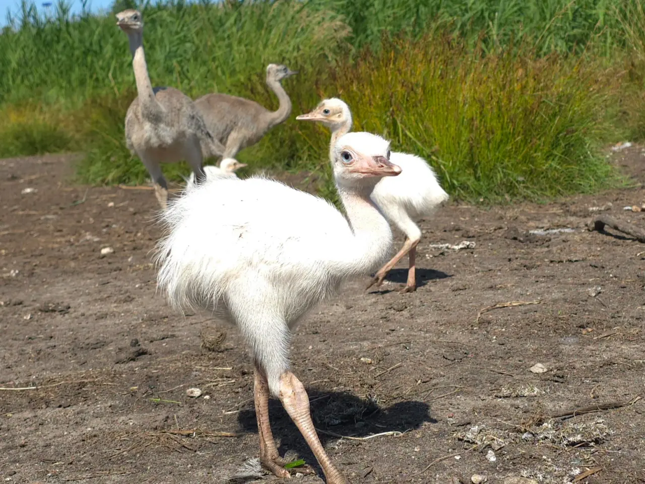 Billede 2 - Nandu-kyllinger til salg (Rhea americana)