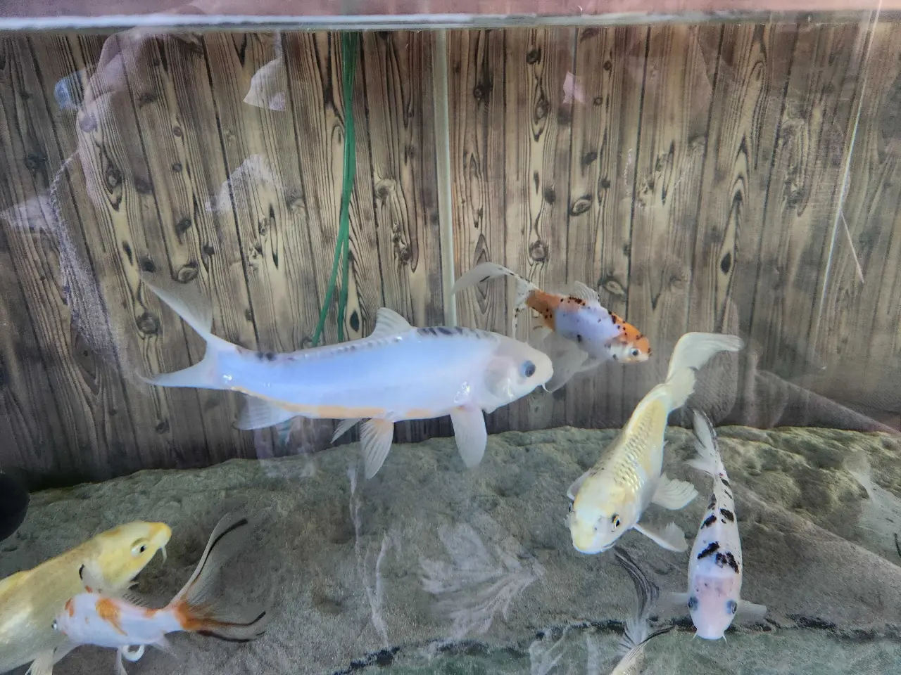 Billede 6 - Koi. Koier. Karper. Boddy Flies. Slør Haler. M.m