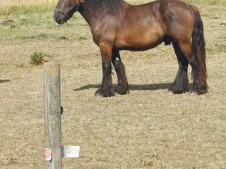 2årig Jyskhest hingst sælges