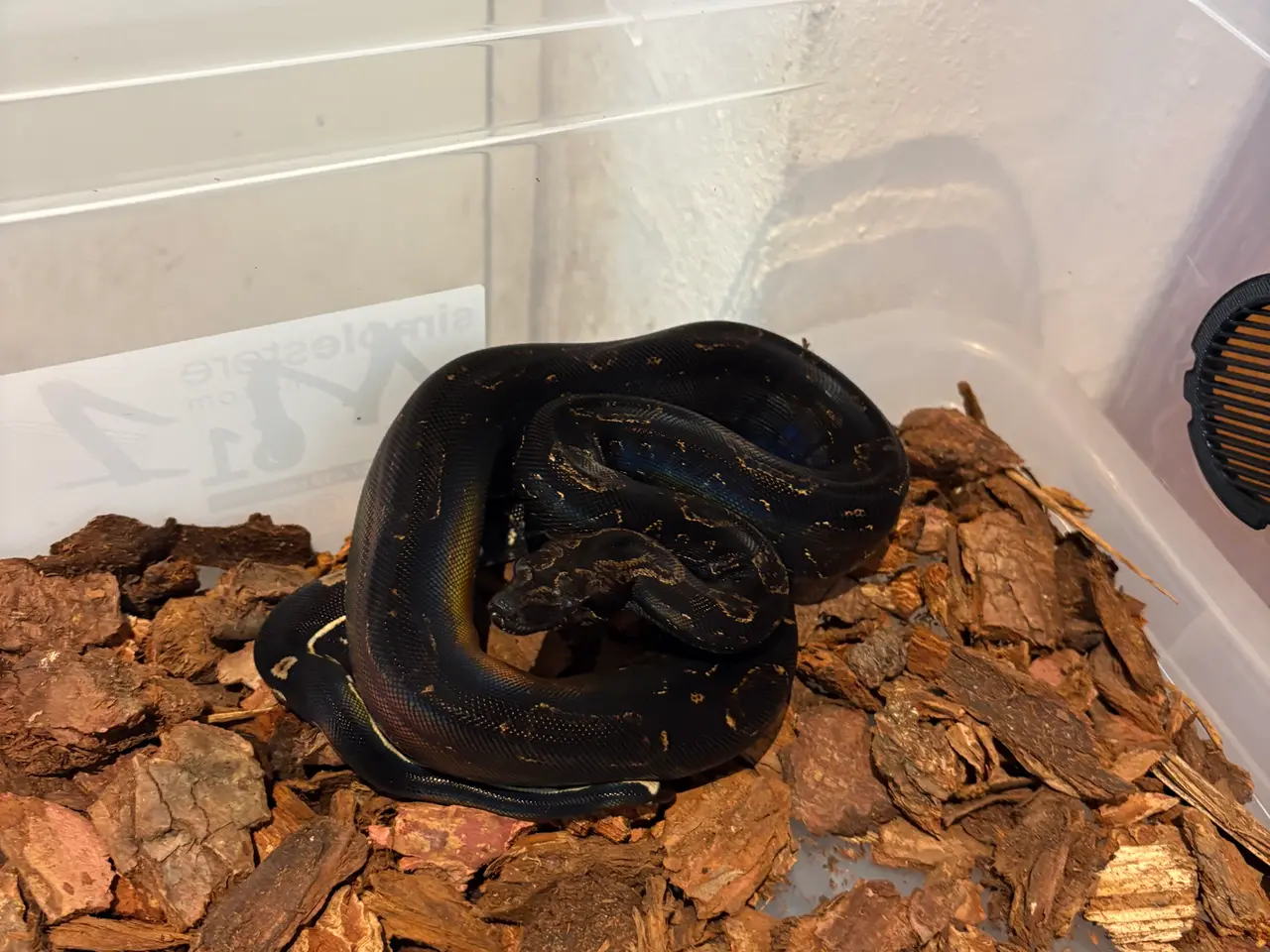 Billede 20 - Boa constrictor Keltic IMG poss Leopard Kahl A