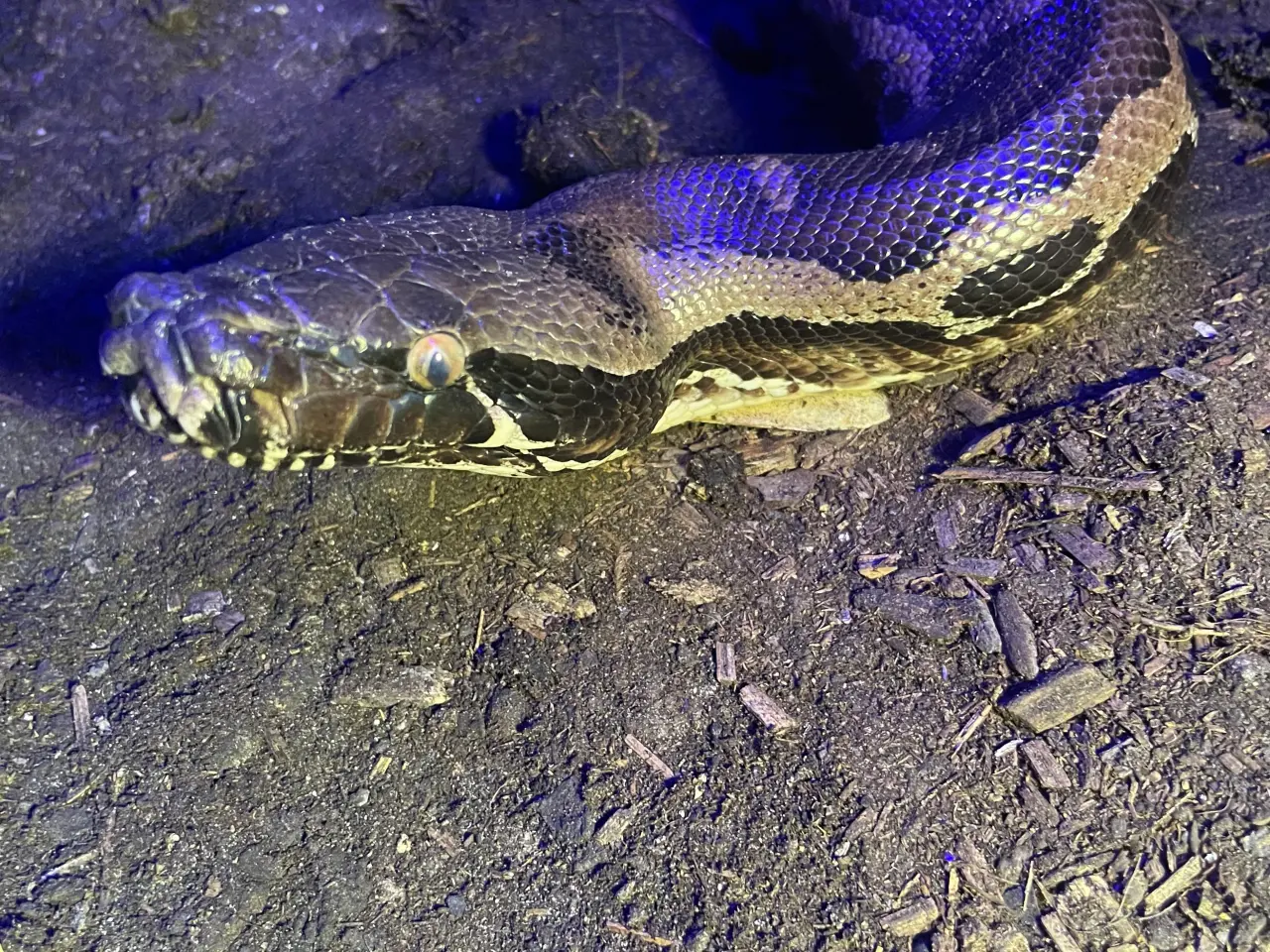 Billede 1 - Sort blod python