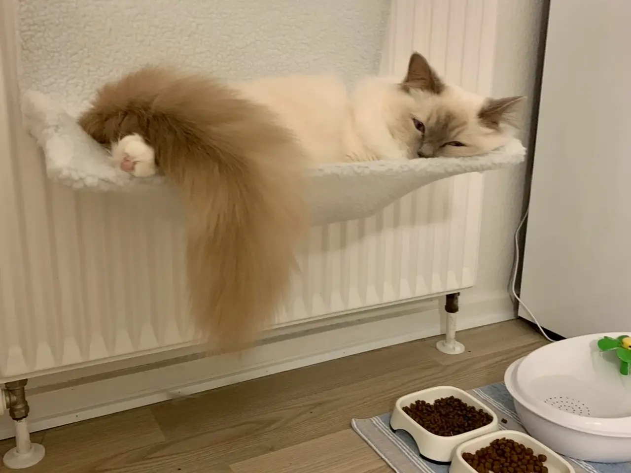 Billede 8 - To Hellig Birma katte