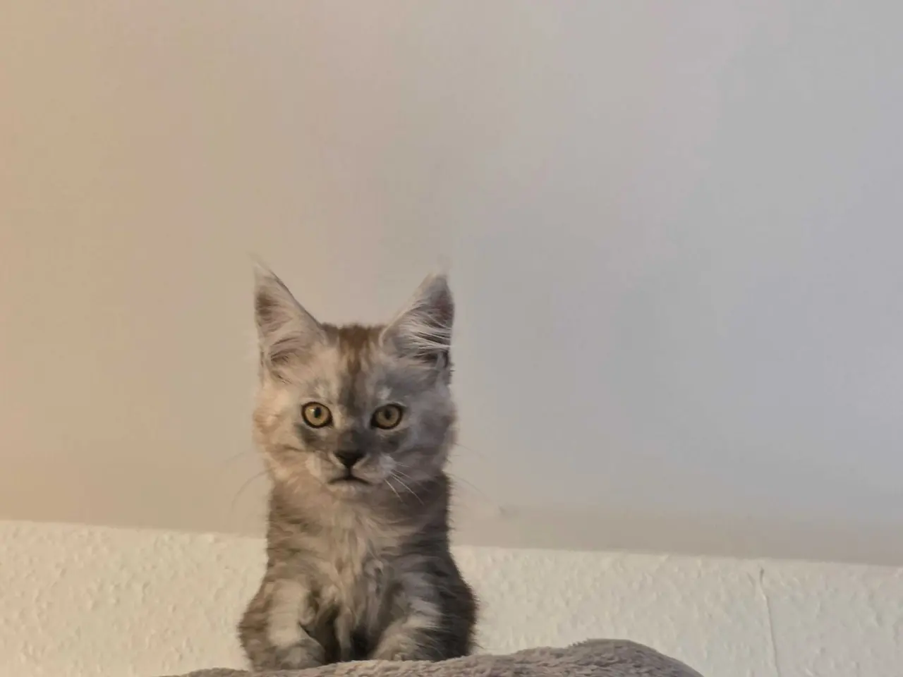 Billede 4 - Mainecoon dreng