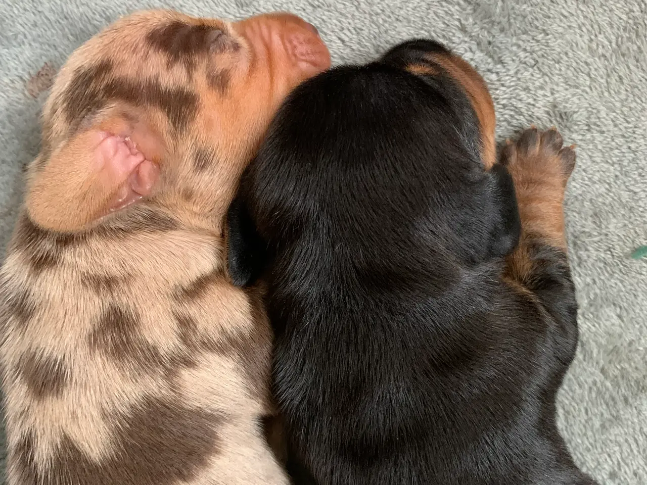 Billede 8 - 7 nuttede miniature dachshundhvalpe