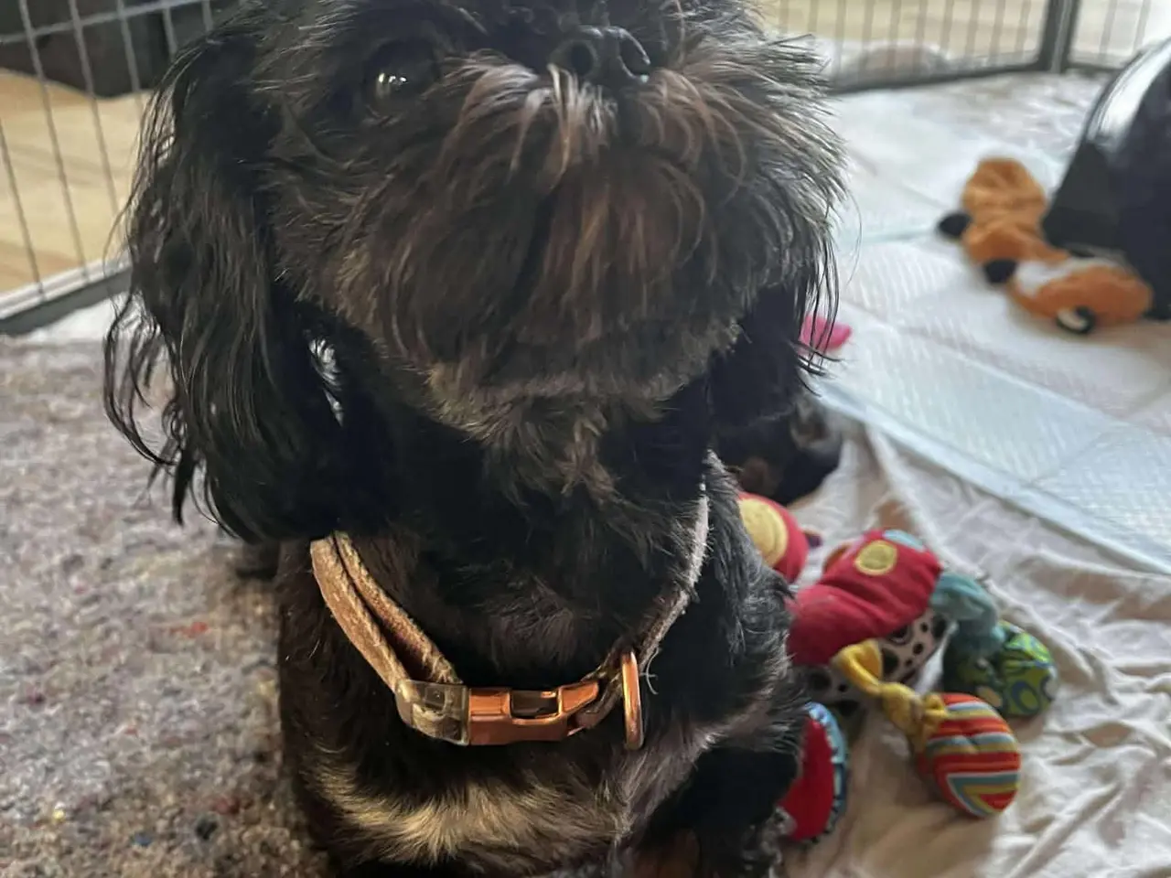 Billede 18 - Shih Tzu hvalpe