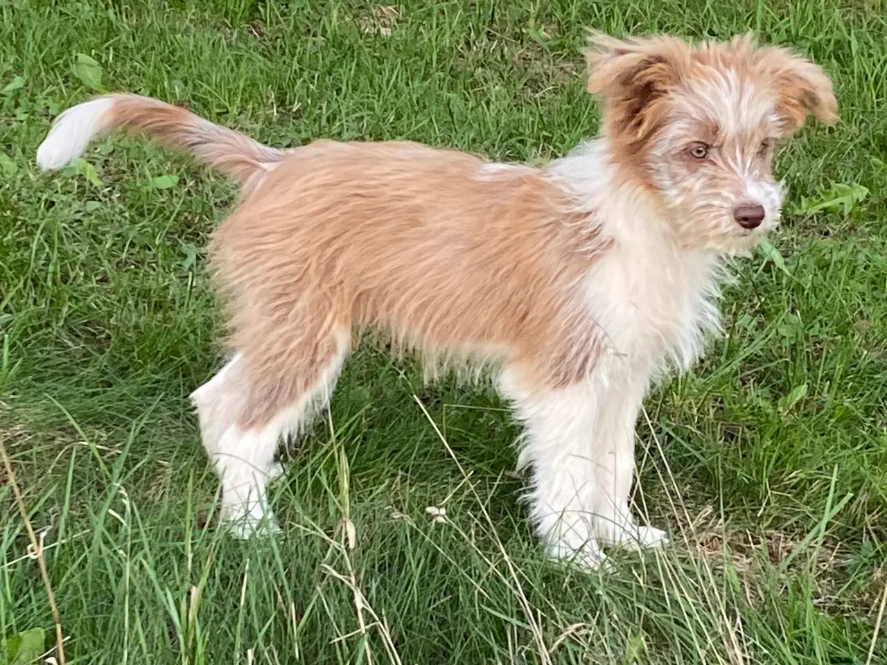 Billede 10 - Border Collie/ Chinese crested Powder puff