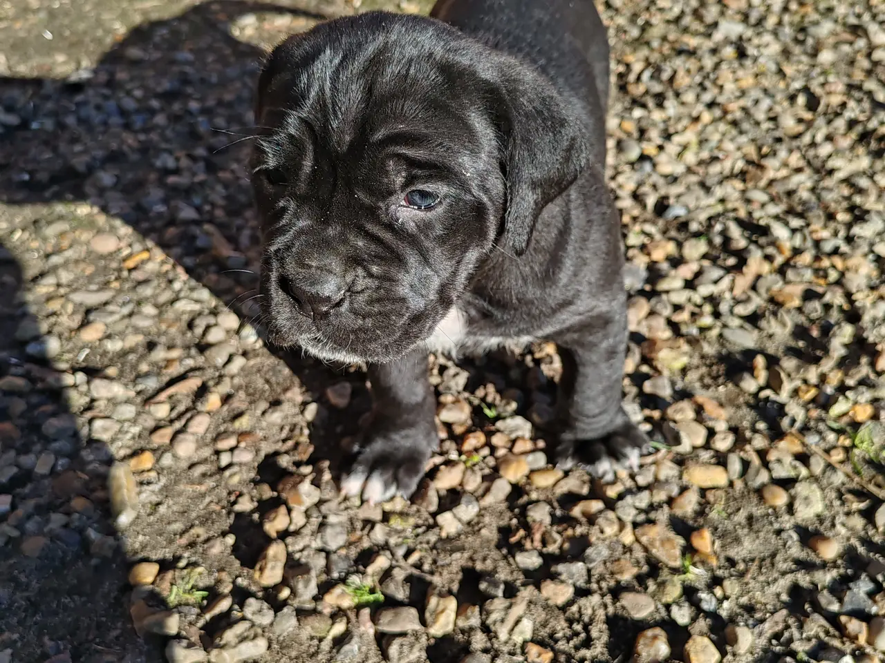 Billede 4 - Cane Corso