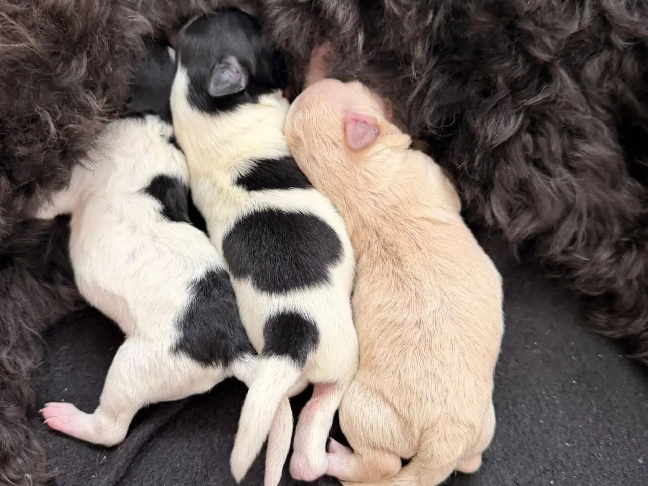 Billede 2 - Sødeste Maltipoo hvalpe sælges